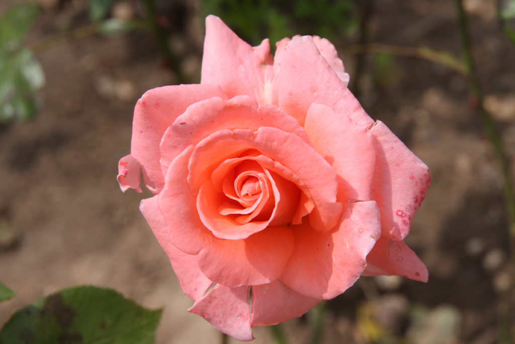 růže Inka