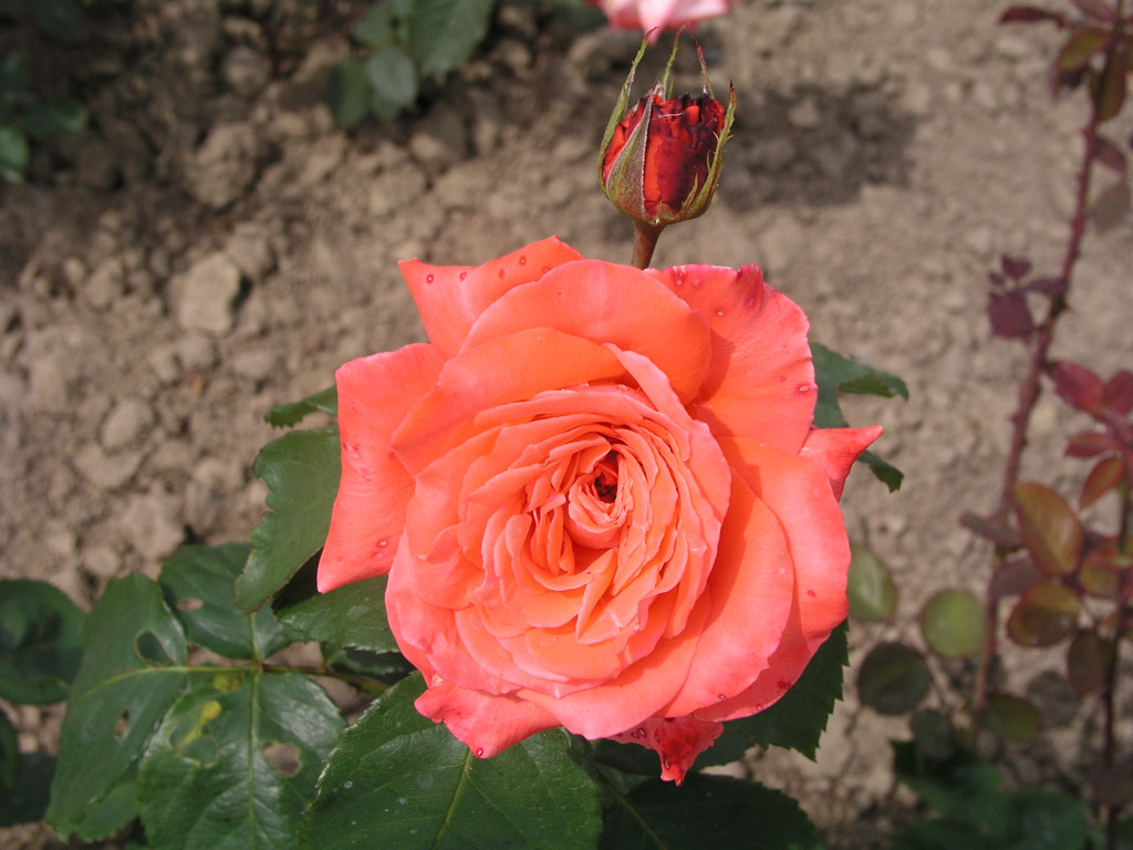 růže Interflora