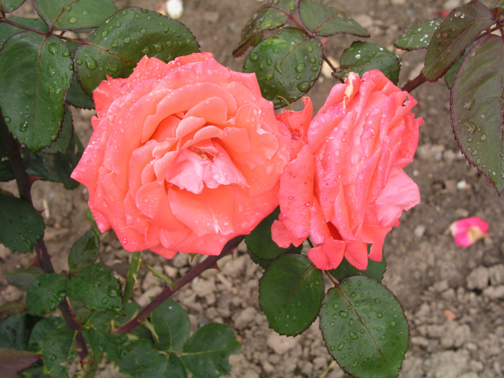 růže Interflora