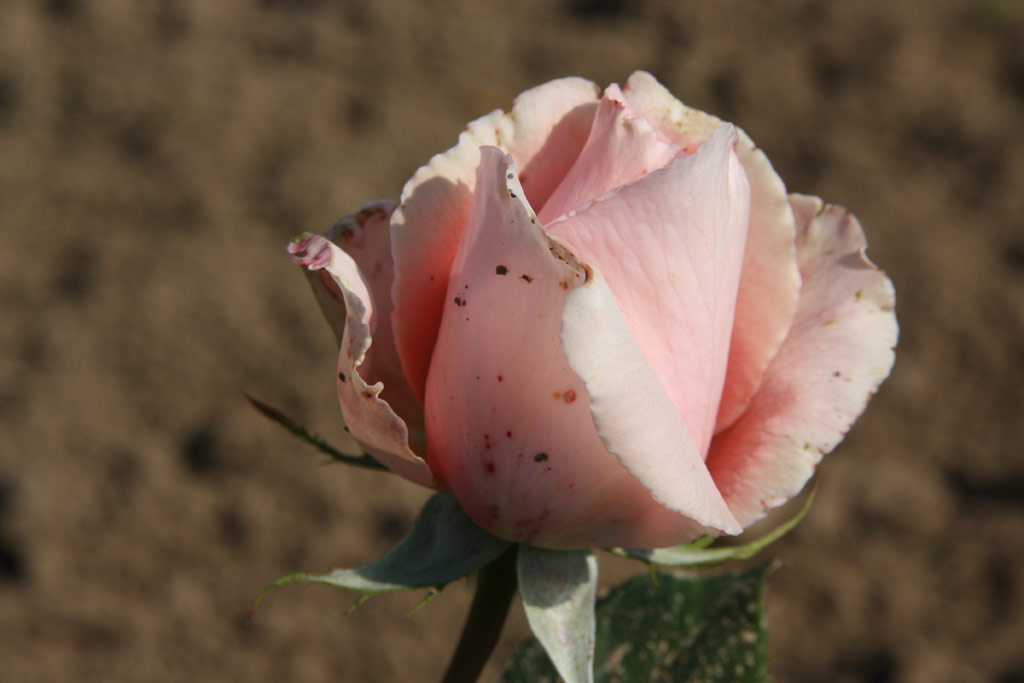 růže Interflora Strnad