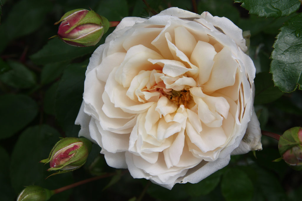 růže Irena Sendlerowa
