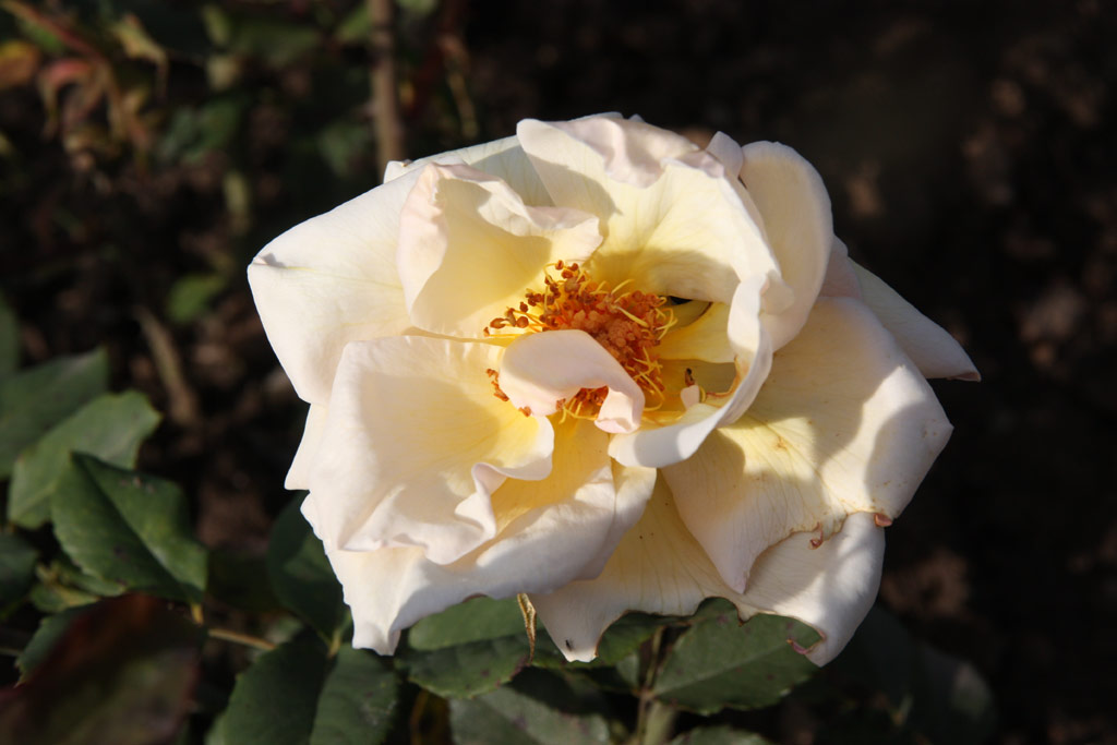 růže Irene Churruca