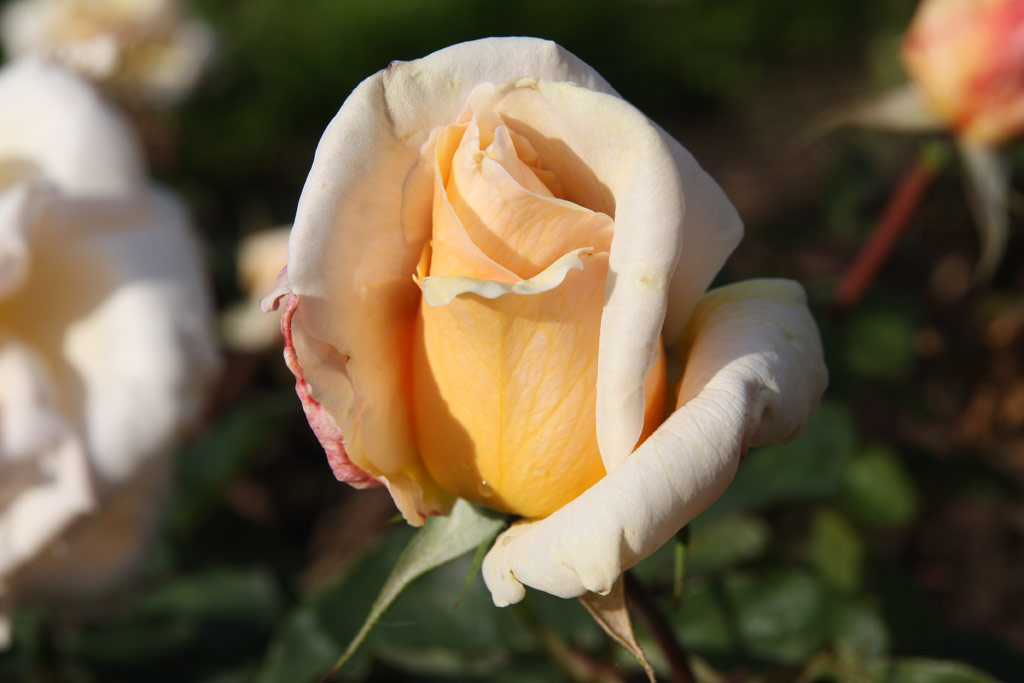 růže Irene Churruca