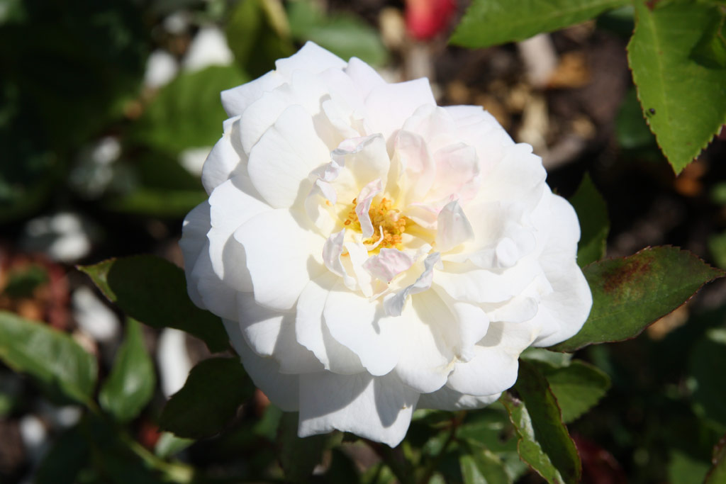 růže Irene of Danmark