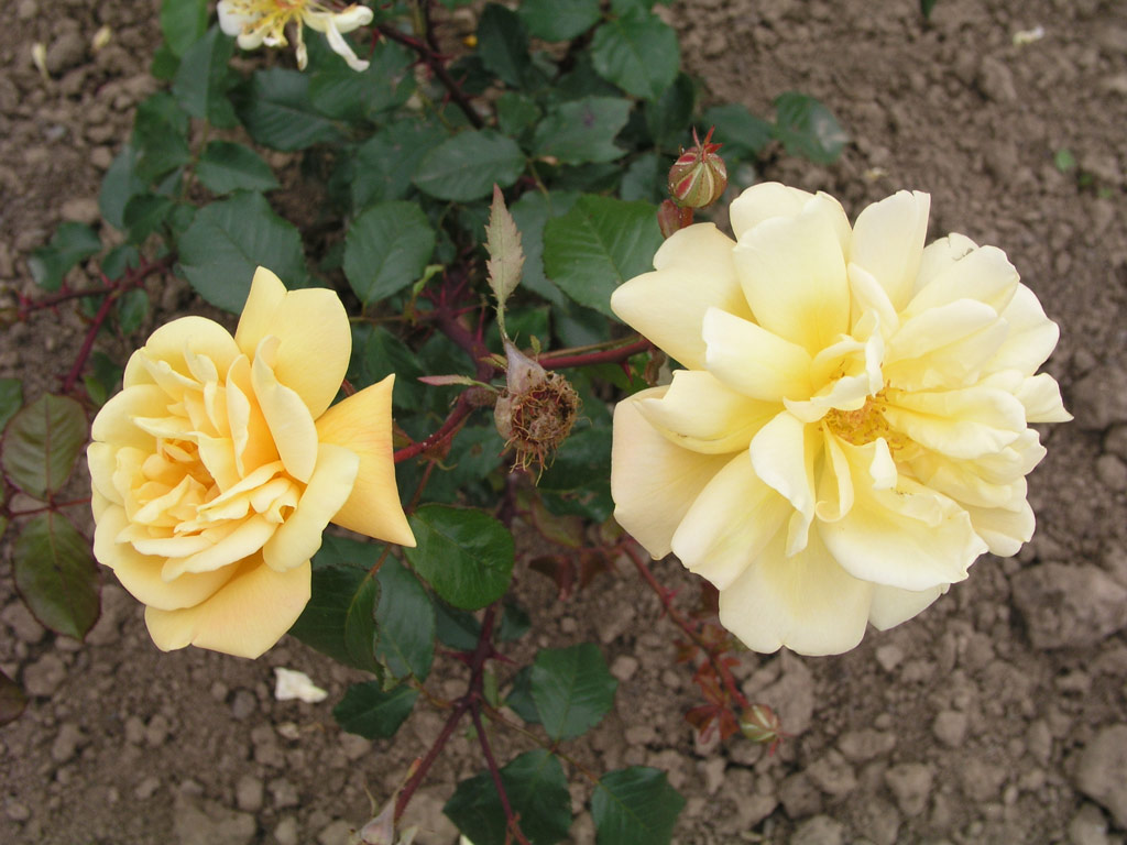 růže Irene Thomson