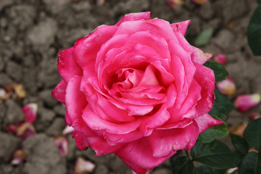 růže Isabel de Ortiz
