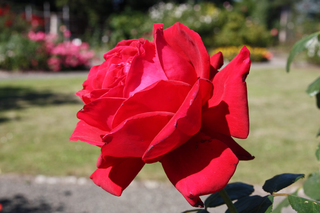 růže Isabella Rossellini