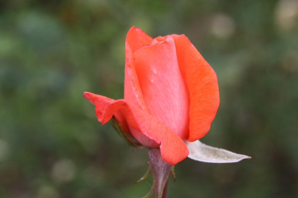 růže Isfensegits