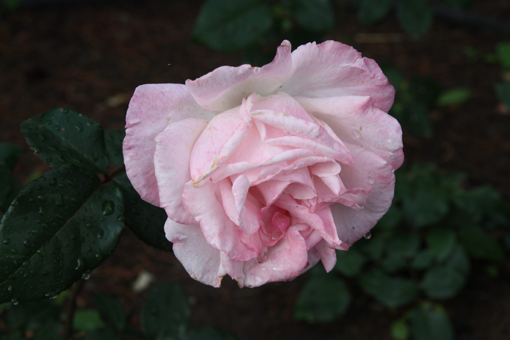růže Istropolitana