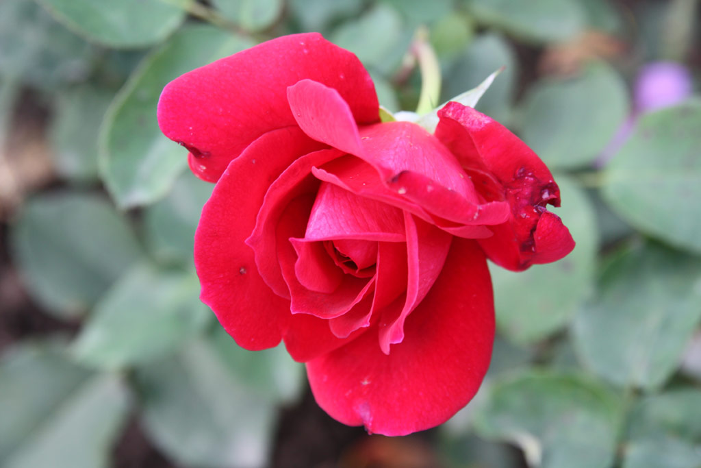růže J. B. Meilland (Sangerhausen)