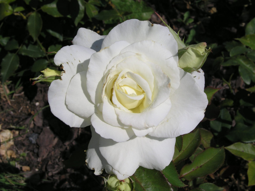 růže J. F. Kennedy
