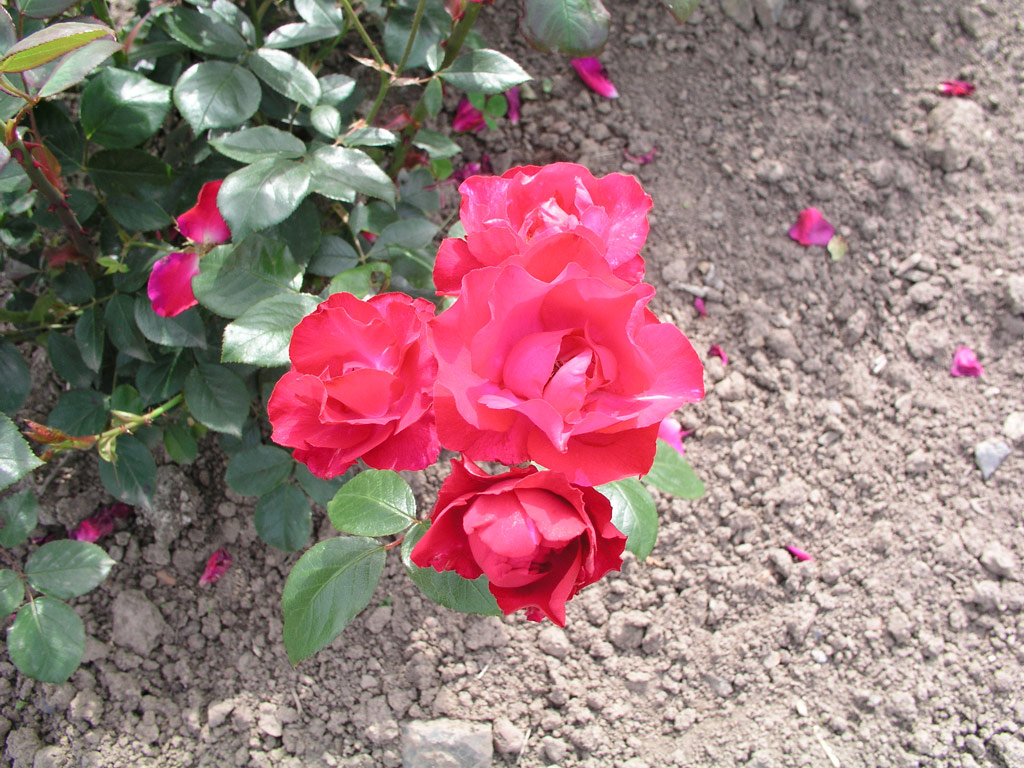 růže J. F. Mller
