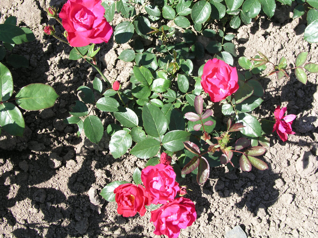 růže J. F. Mller