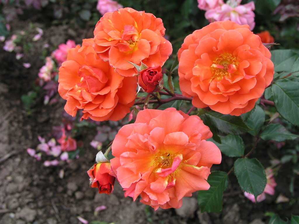 růže J. G. Mendel