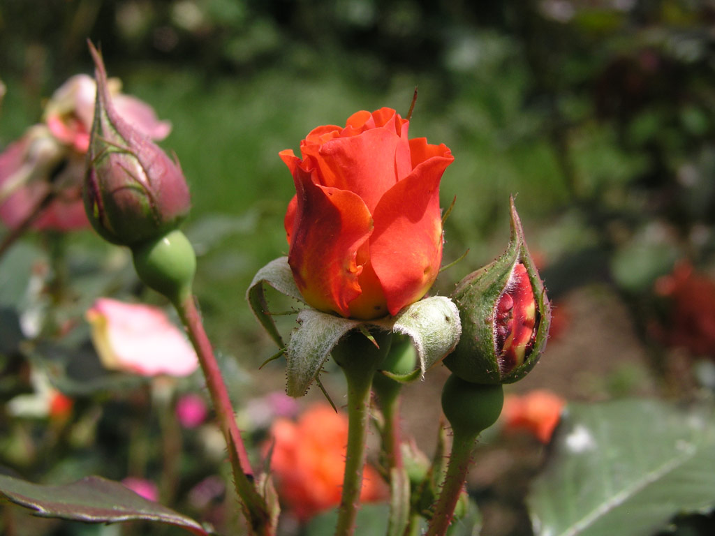 růže J. G. Mendel
