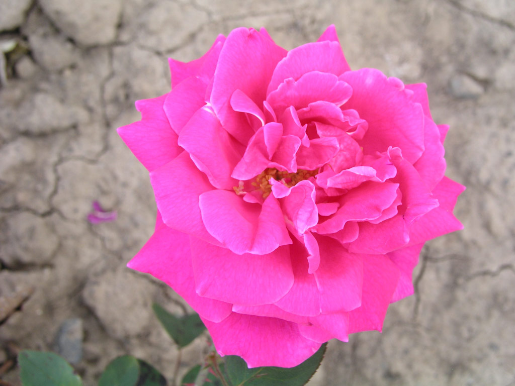 růže J. . Baar