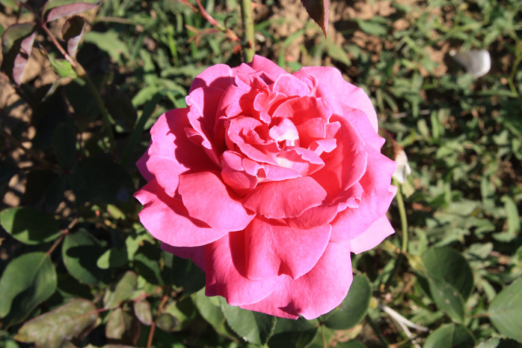růže J. . Baar