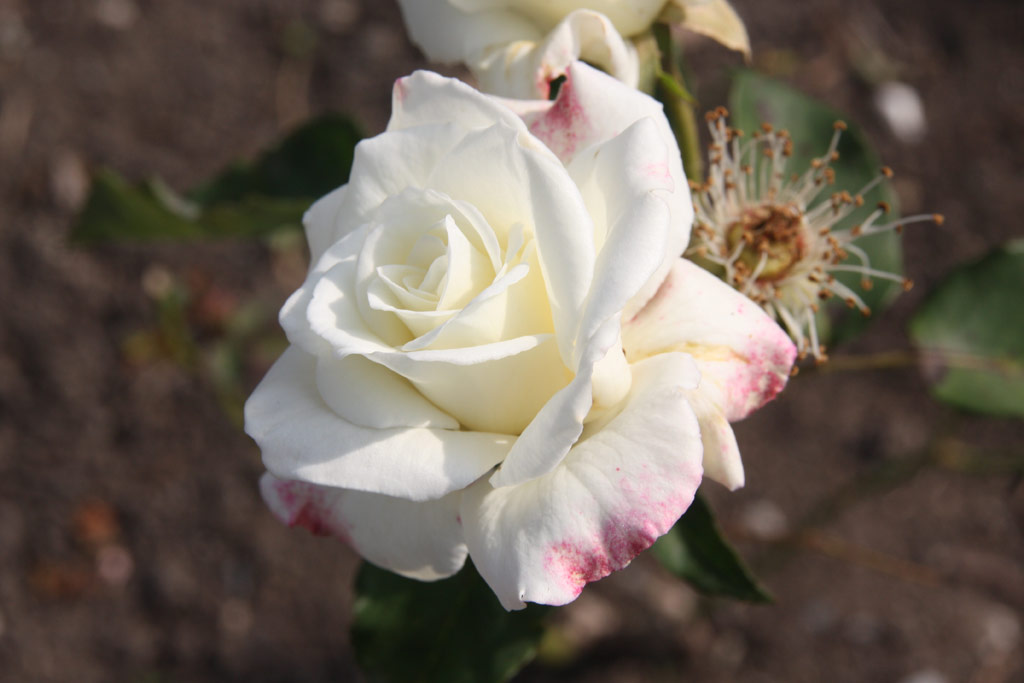 růže Jack Frost