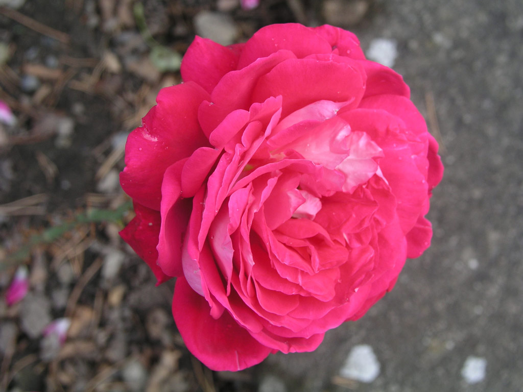 růže Jackaranda
