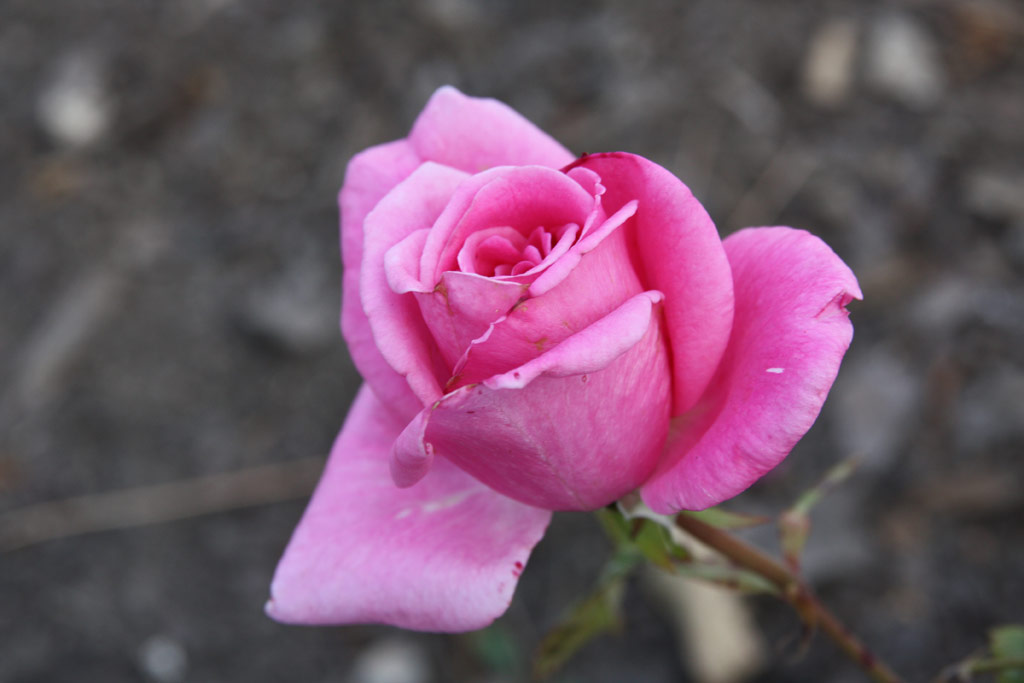 růže Jackaranda