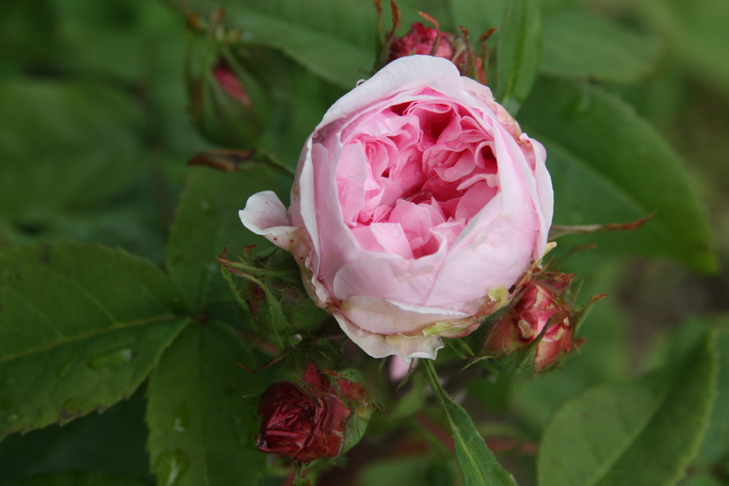 růže Jacques Cartier