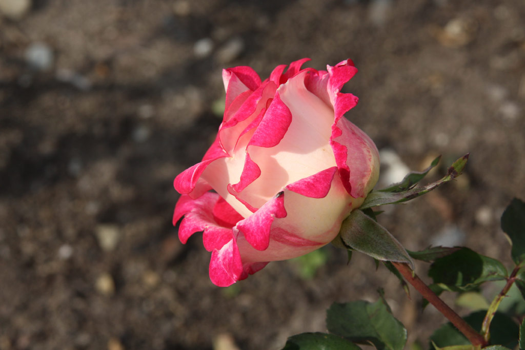 růže Jaltinskij Suvenir