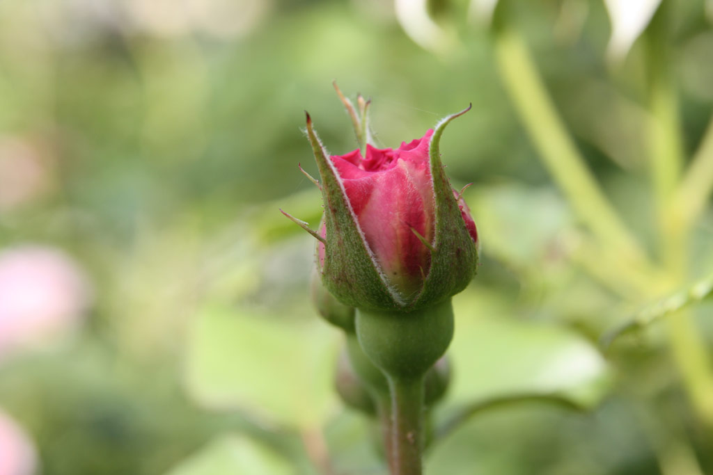 růže James Galway