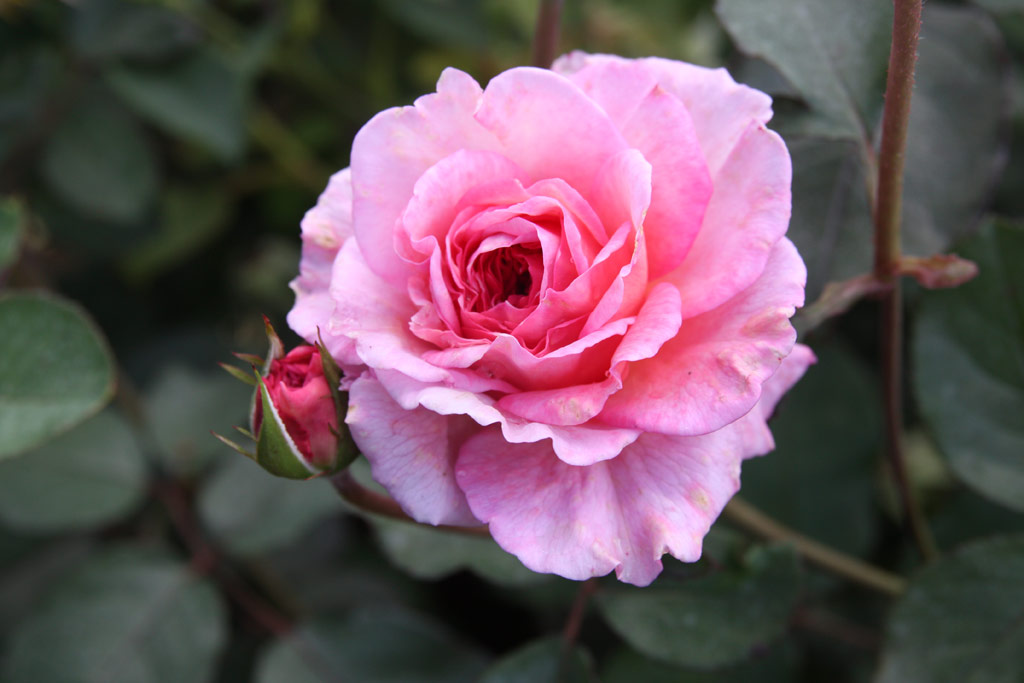 růže James Galway