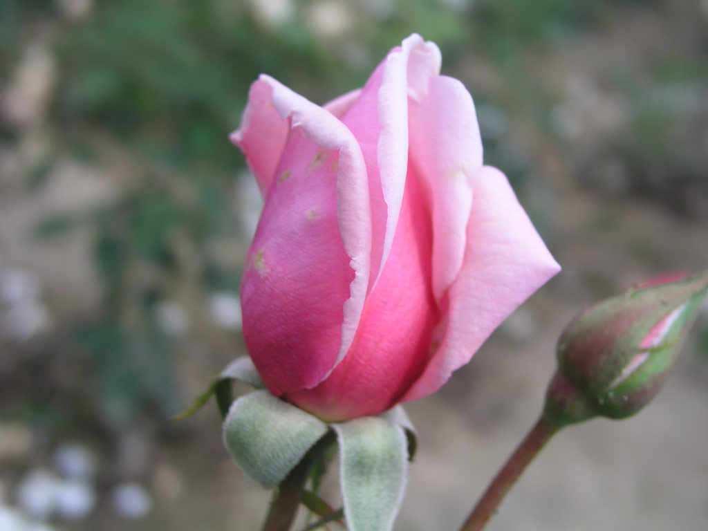 růže Jan Hus