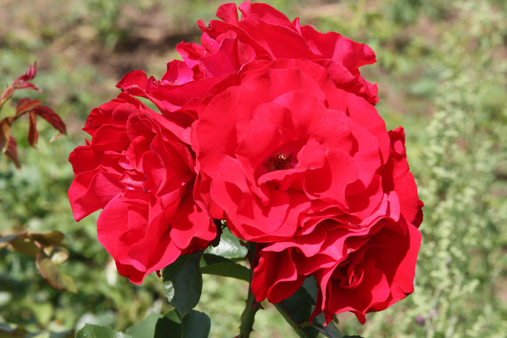 růže Jan Palach