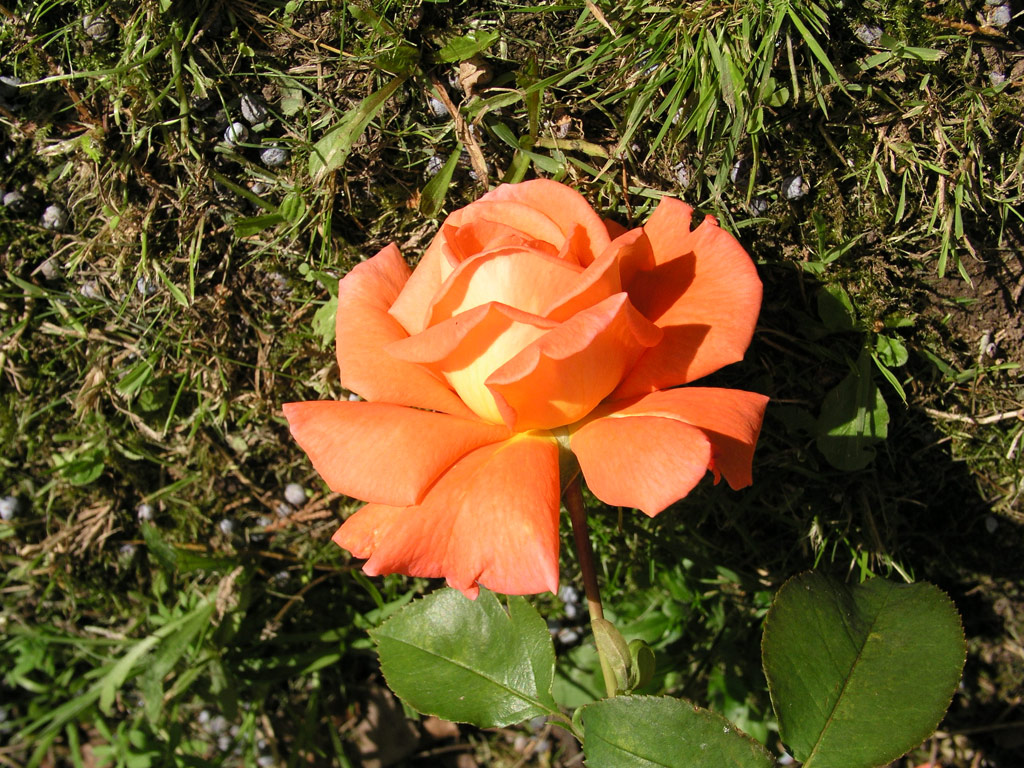 růže Janina