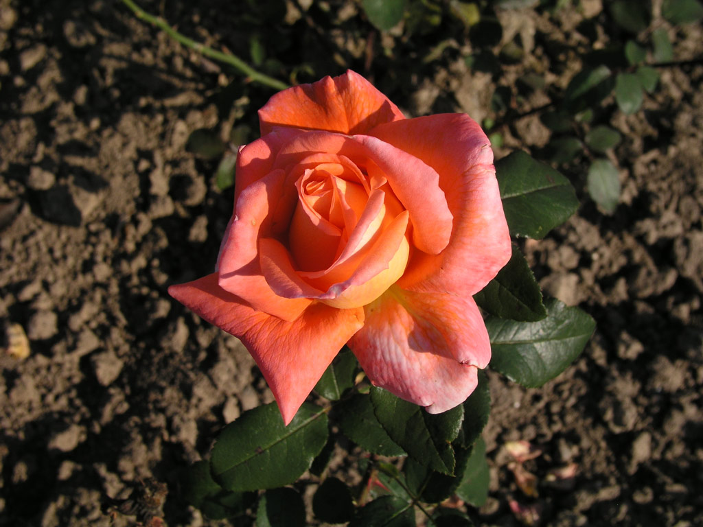 růže Janina
