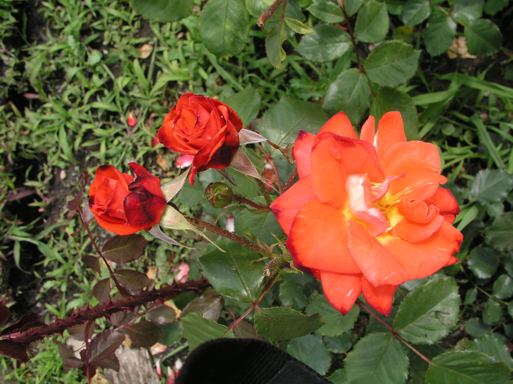 růže Janos