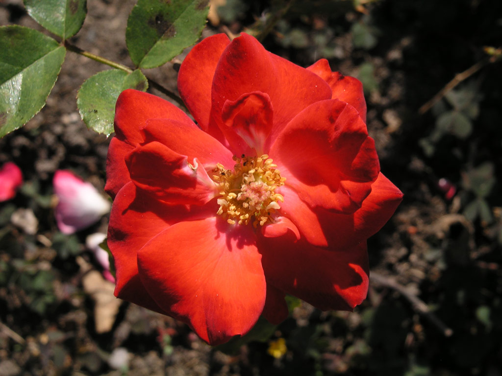růže Janos