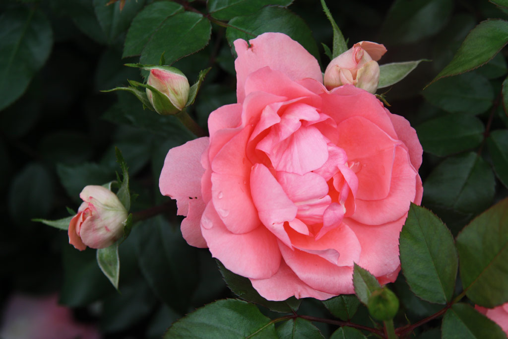 růže Jardins de France