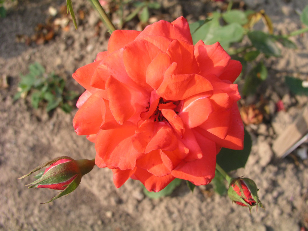 růže Java
