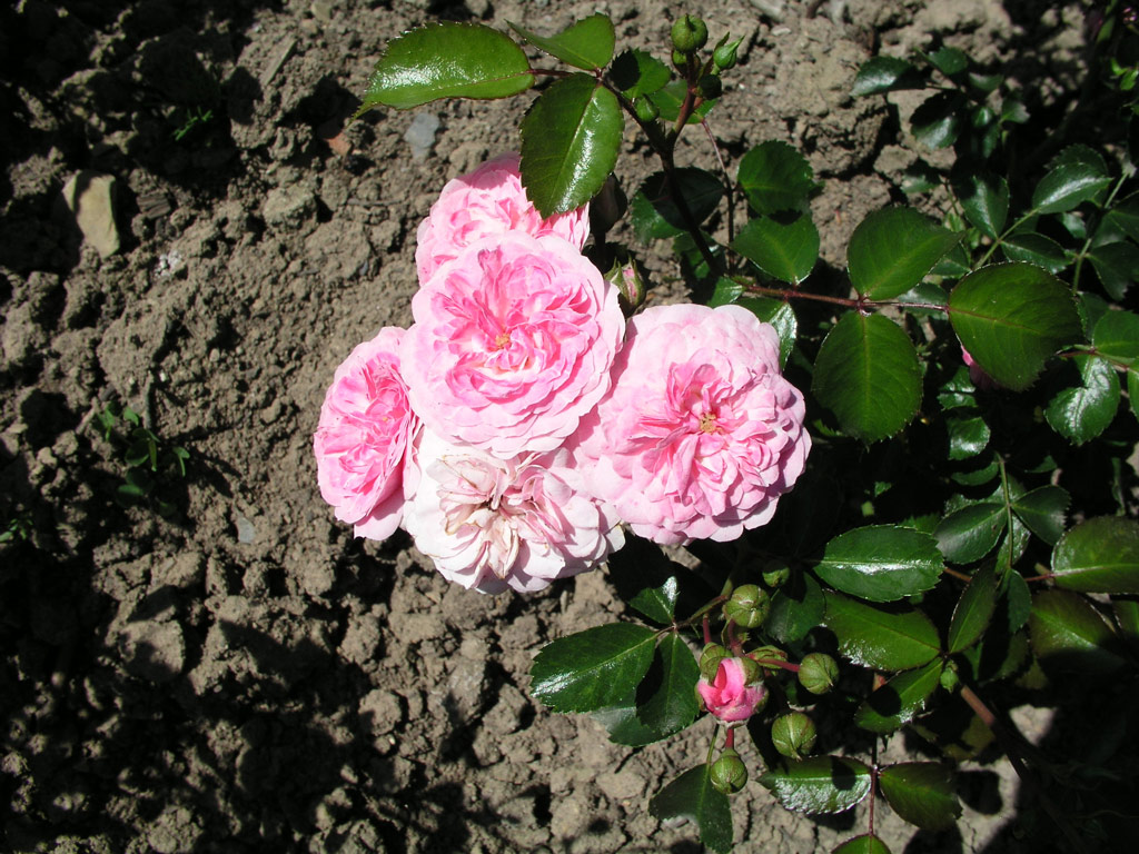 růže Jean Mermoz