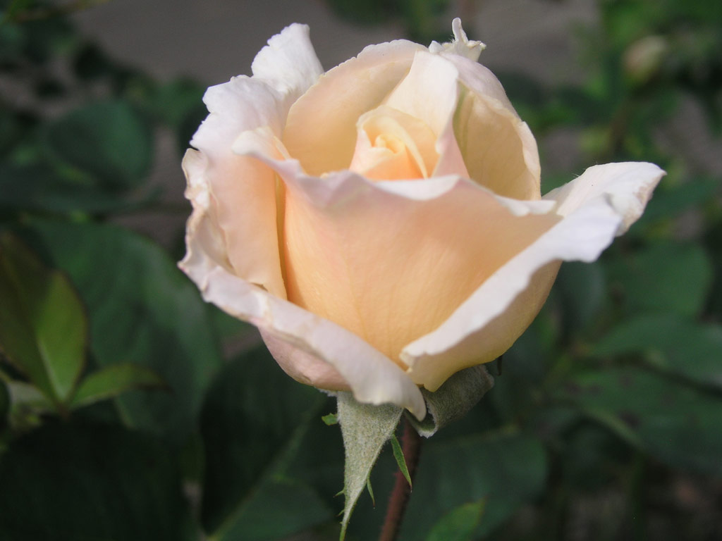 růže Jitka