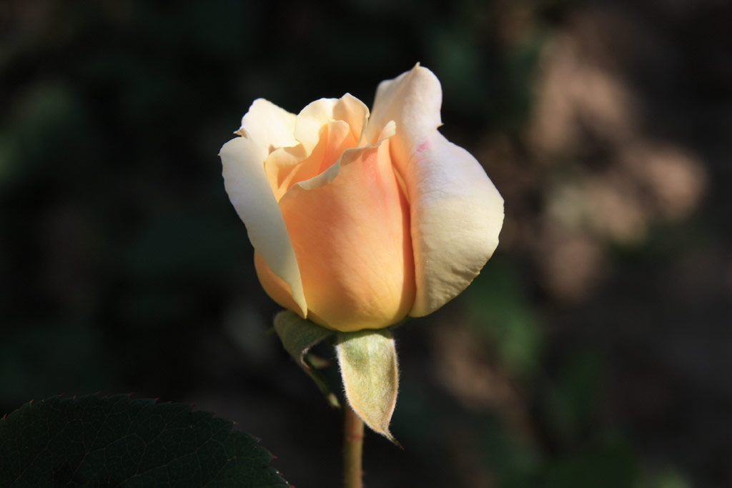 růže Jitka