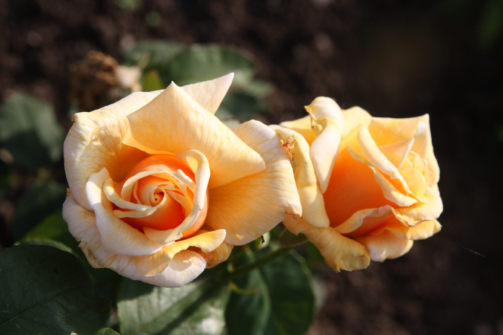 růže Joanna Hill