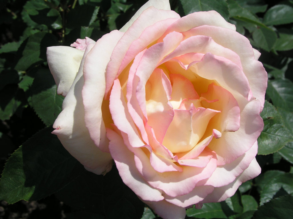 růže Johann Sebastian Bach
