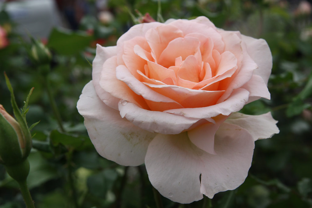 růže Johann Strauss