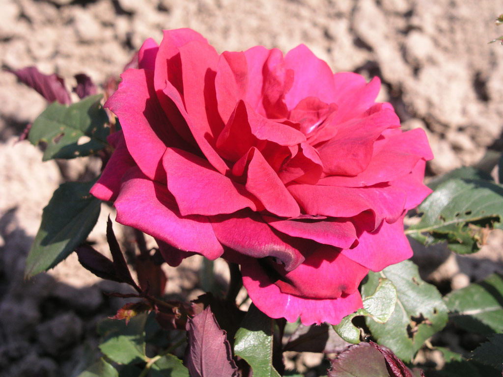 růže Johannes Bottner