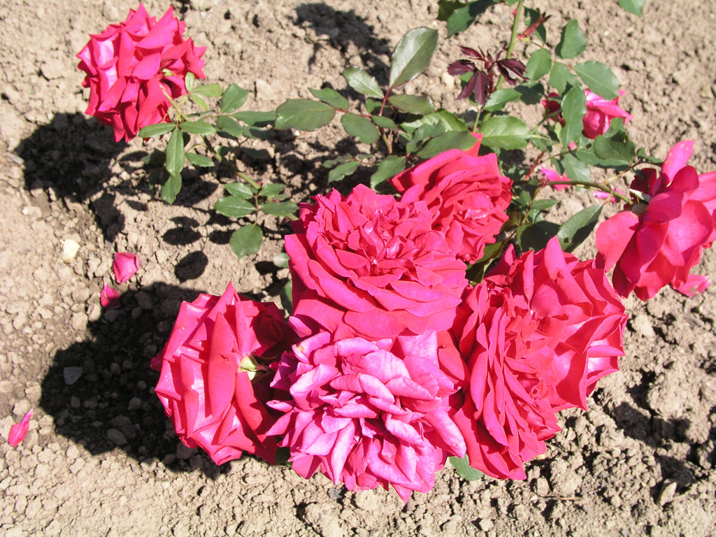 růže Johannes Bottner