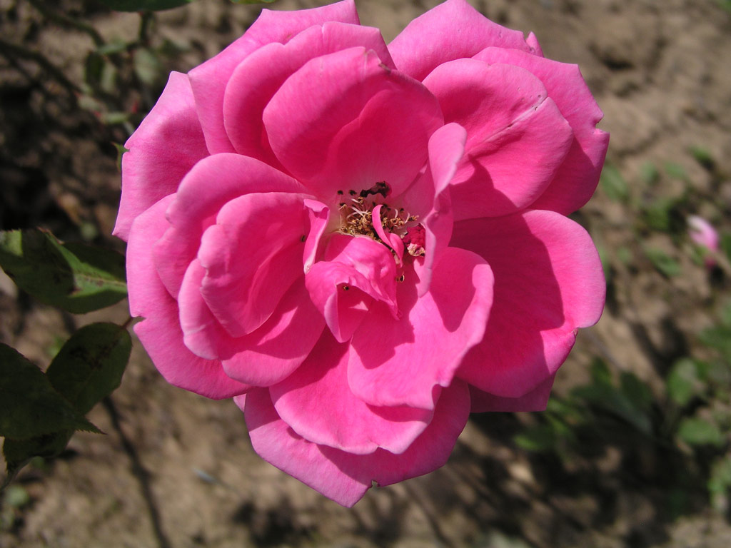 růže John Henry