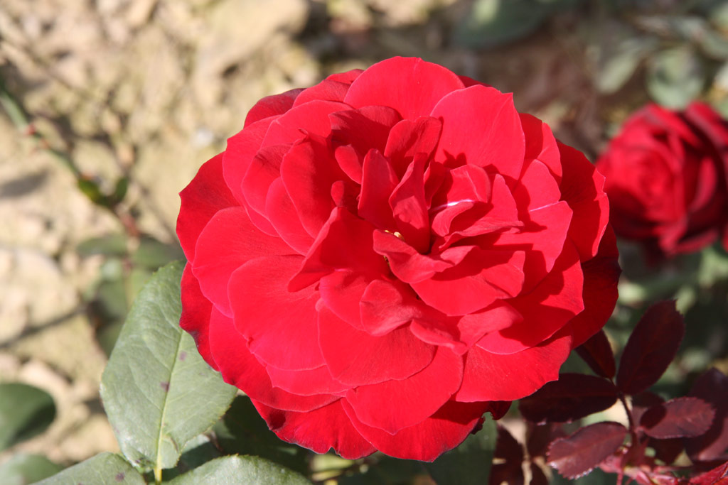 růže John S. Armstrong