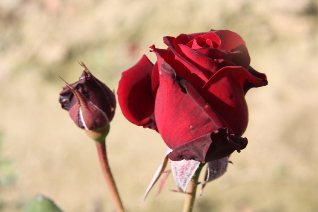 růže John S. Armstrong