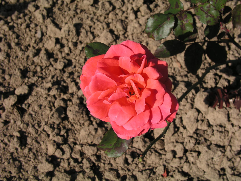 růže Jolie Madame