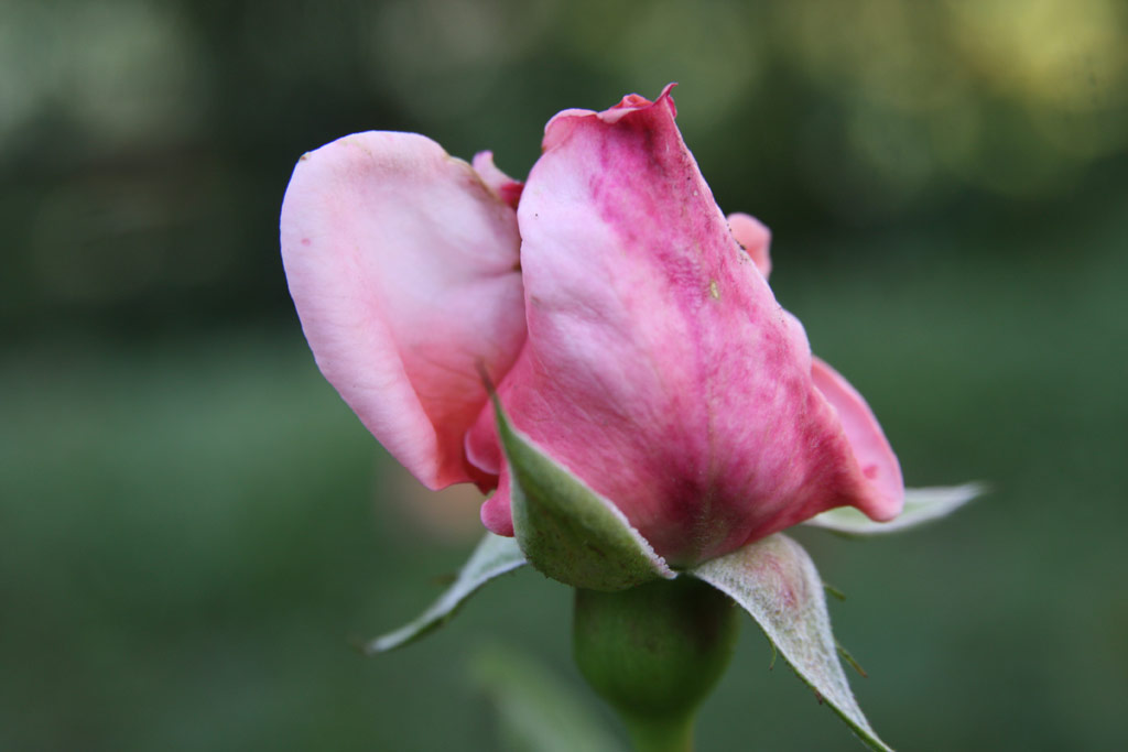 růže Joly Rose Primaplant
