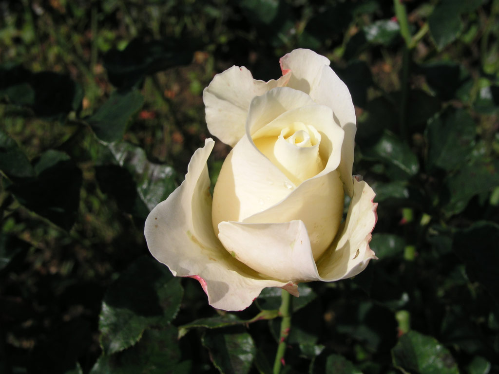 růže Jose Carreras